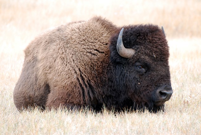 American Bison Bison standing in tall golden grass
