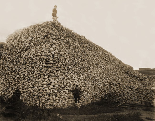 A historic photo of a man standing on top of a pile of bison skulls.