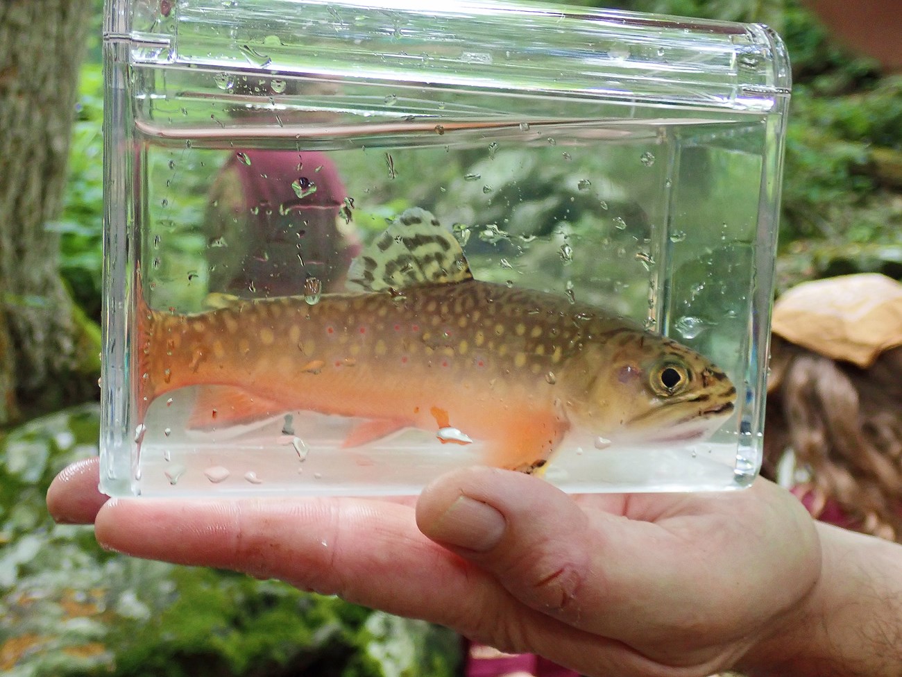 Brook trout Beautifully colored and patterned brook trout in a clear tank dripping with water, held on the palm of someones hand.