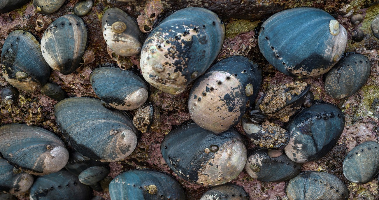 Could Black Abalone Return En Masse to the California Coast? With a Trial  Translocation from the Channel Islands, Scientists Aim to Find Out (U.S.  National Park Service)