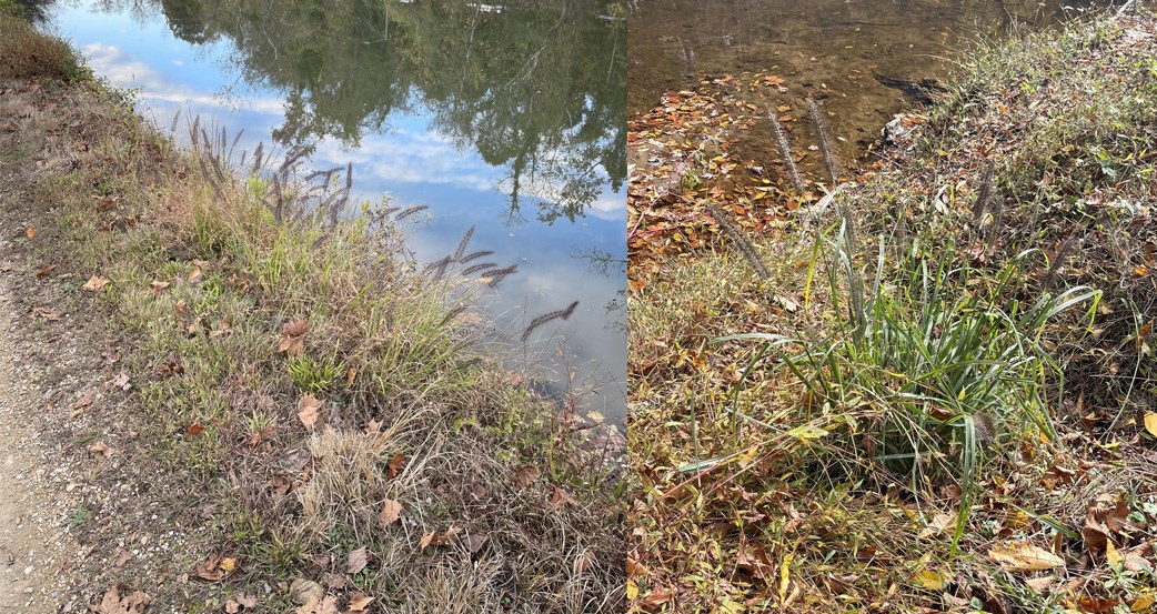 Two photo collage of black fountaingrass infestation. One left black grass seedheads arch towards a water filled canal. One right a clump of grass with dark seedheads grows next to a shallow creek