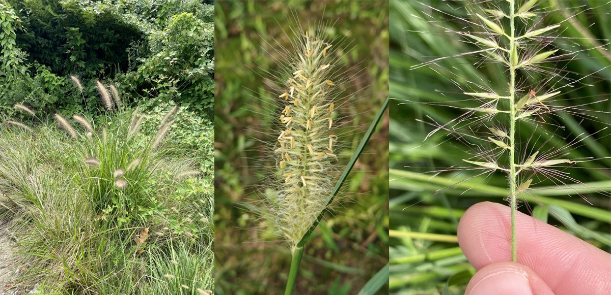 Three photo collage of black fountain grass plant with fuzzy yellow seedheads on left, flowerhead with seeds in middle, and closeup of spikelets on right.