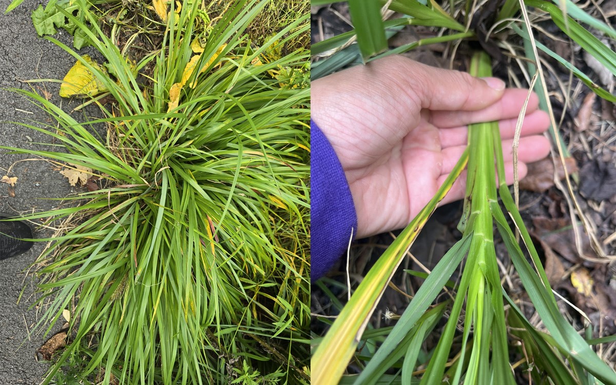Two photo collage of black fountaingrass showing whole green grassy clump on left and a hand holding one flattened stem of grass on right.