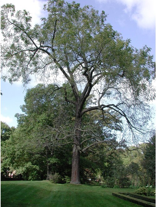 A black walnut tree stands tall in a manicured lawn with broad reaching branches full of leaves.