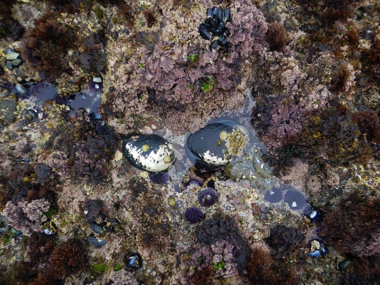 Overhead view of two large black abalone in a tidepool during low tide.