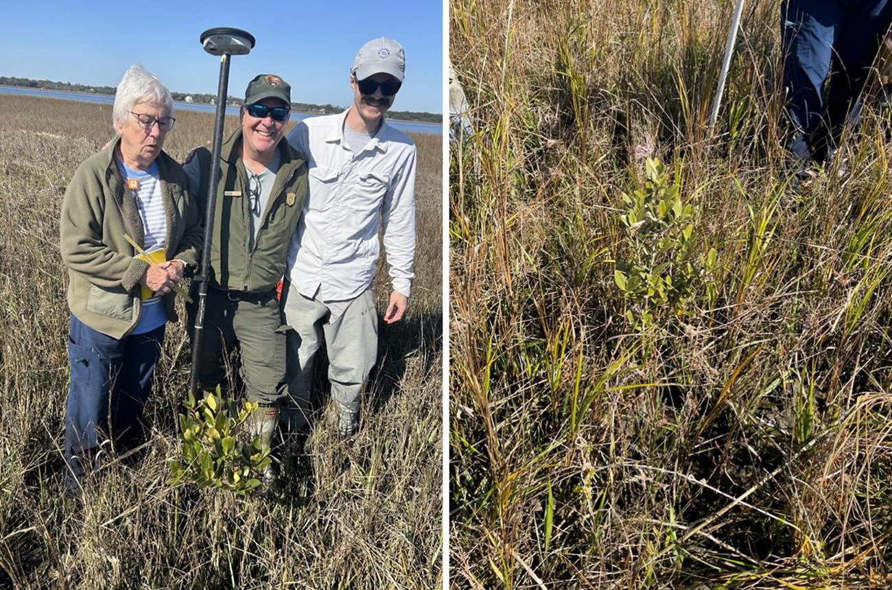 Three people standing around a red mangrove in a marsh. A black mangrove in the marsh
