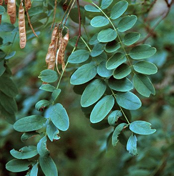 Close up of a black locust tree branch