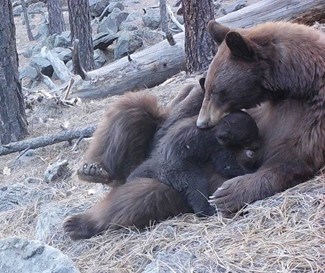 A mother black bear grooms her cub