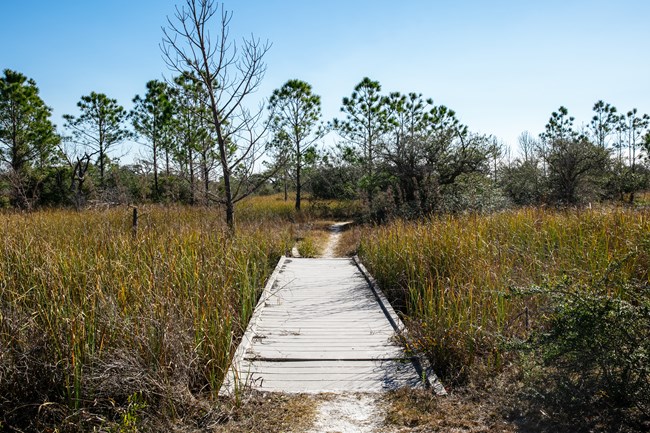 A wooden boardwalk cuts through wetland grass and trails into the distance.