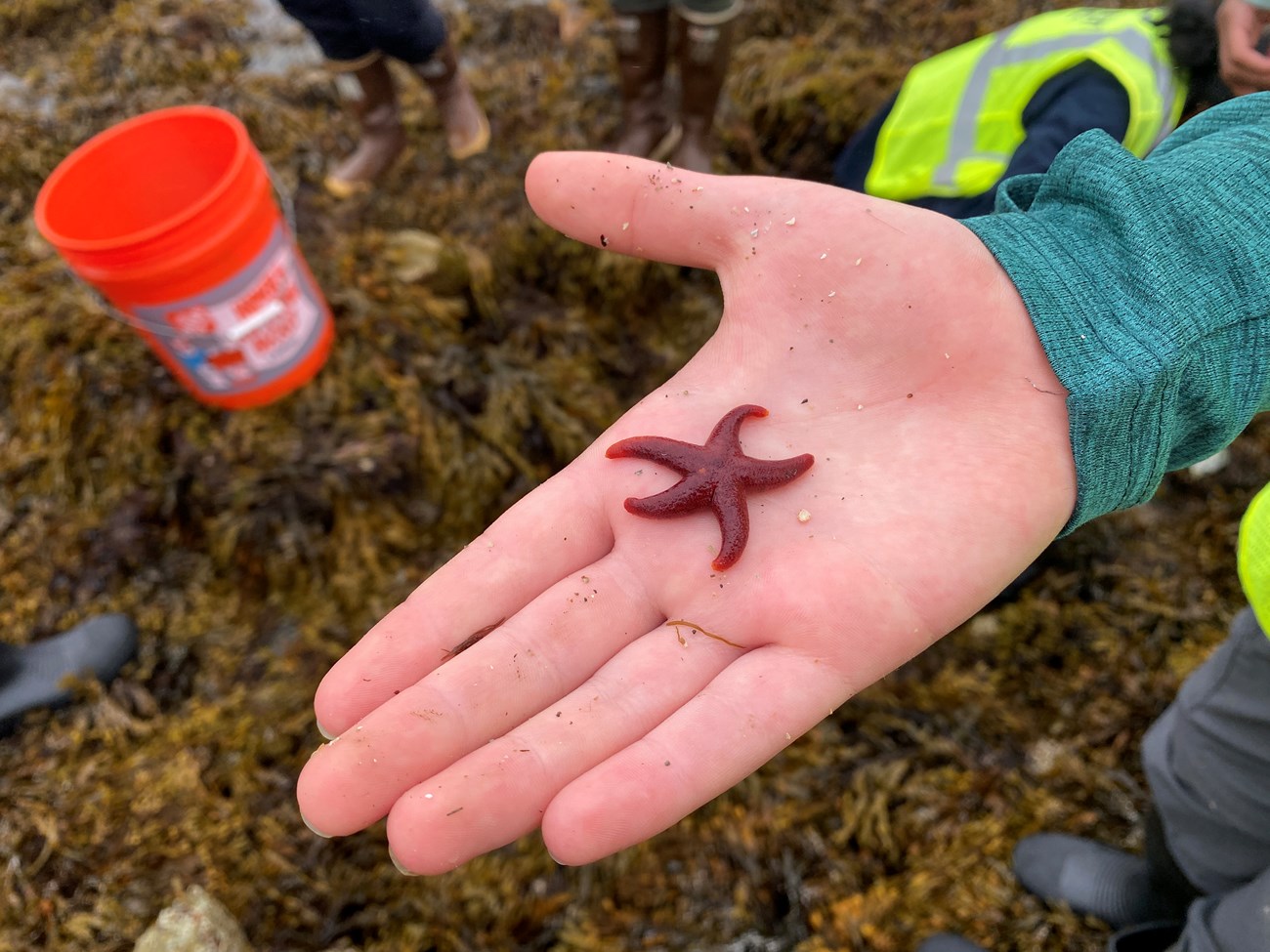 Blood Star_NF A dark red sea star with 5 arms rests in the palm of an outstretched hand. In the background is brown seaweed covering rocks and people with an orange bucket.