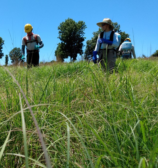 Three people using backpack herbicide sprayers in a field