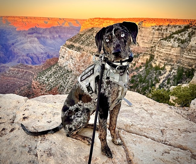 A black and white leashed dog with the canyon cliffs in the background