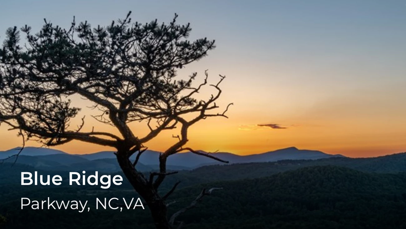 A tree silhouetted in the sunset