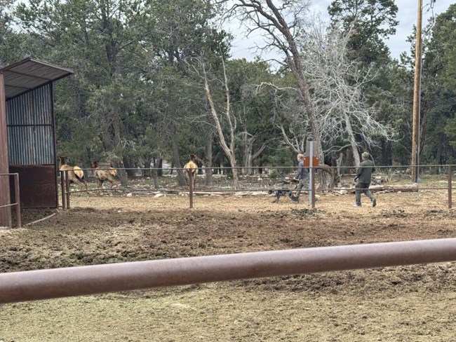 A dog and several people try and haze an elk away from a mule corral