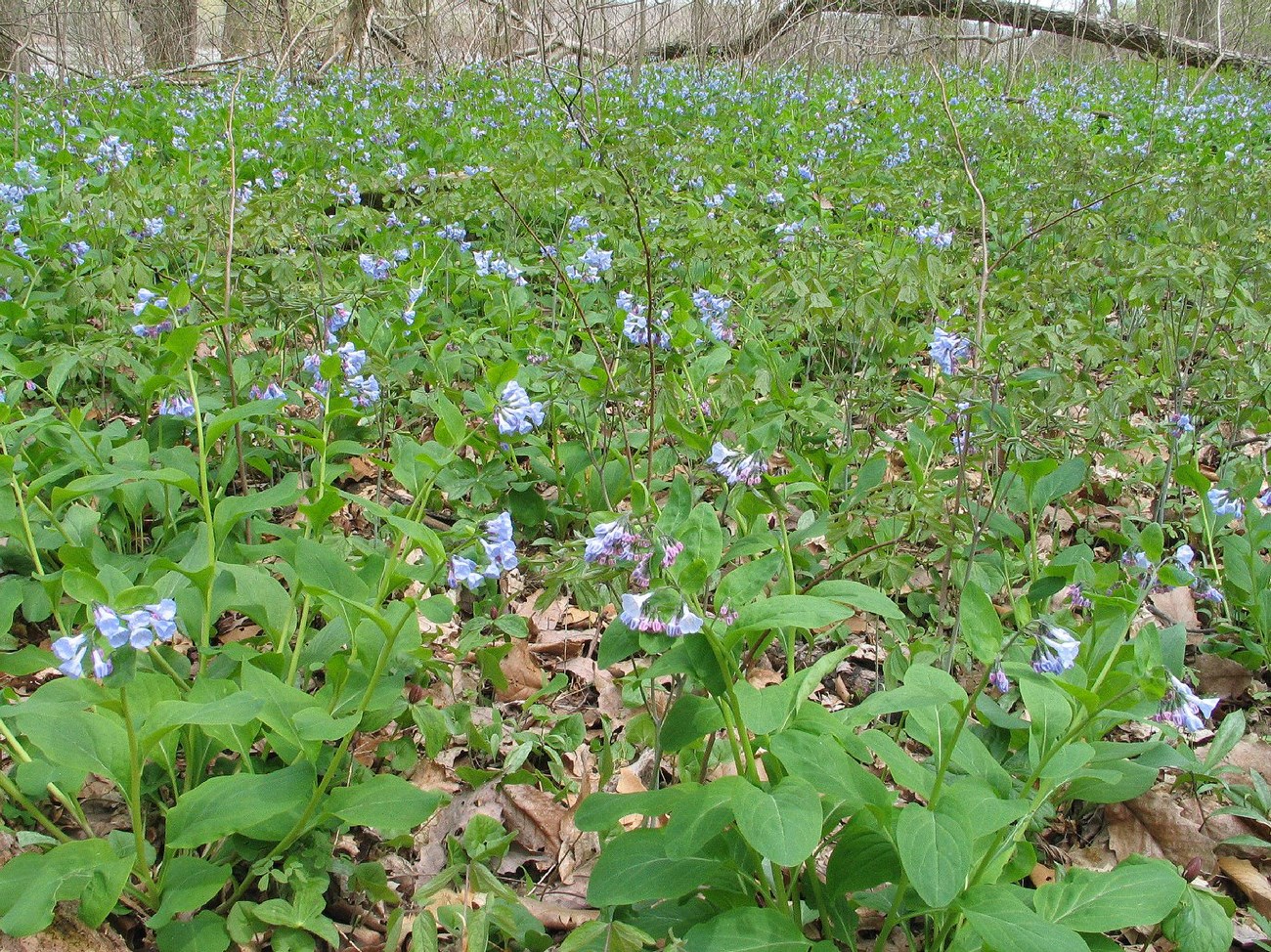 A Field of purple bell-shaped flowers with bright green leaves. This tree trunks are in the background.