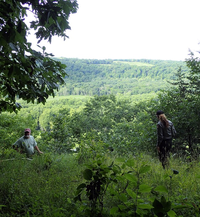 Two people using a measuring tape in an open area surrounded by trees on a bluff edge