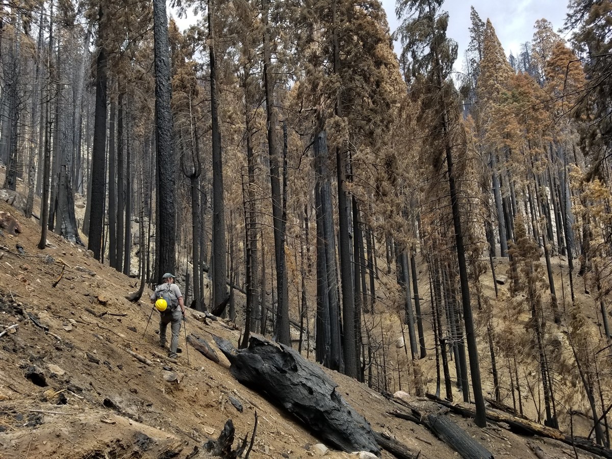 Man stands on a slope looking up at charred giant sequoias.