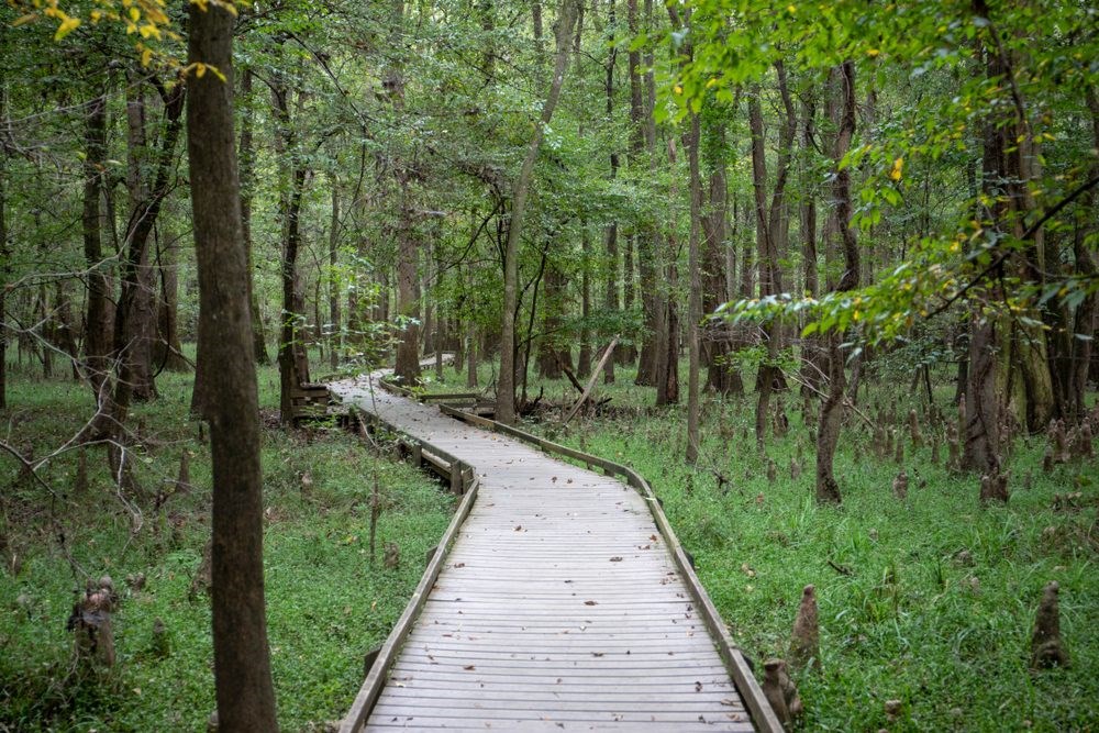 Boardwalk trail through Congaree boardwalk through Congaree National Park