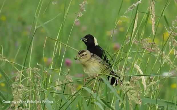 Pair of Bobolink birds in meadow