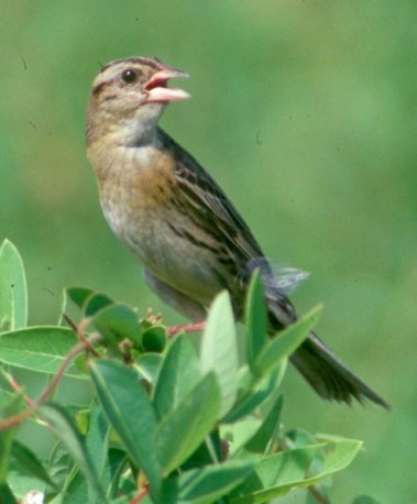 Bobolink (Dolichonyx oryzivorus) a brown bird with beak open sits on the branch of a shrub