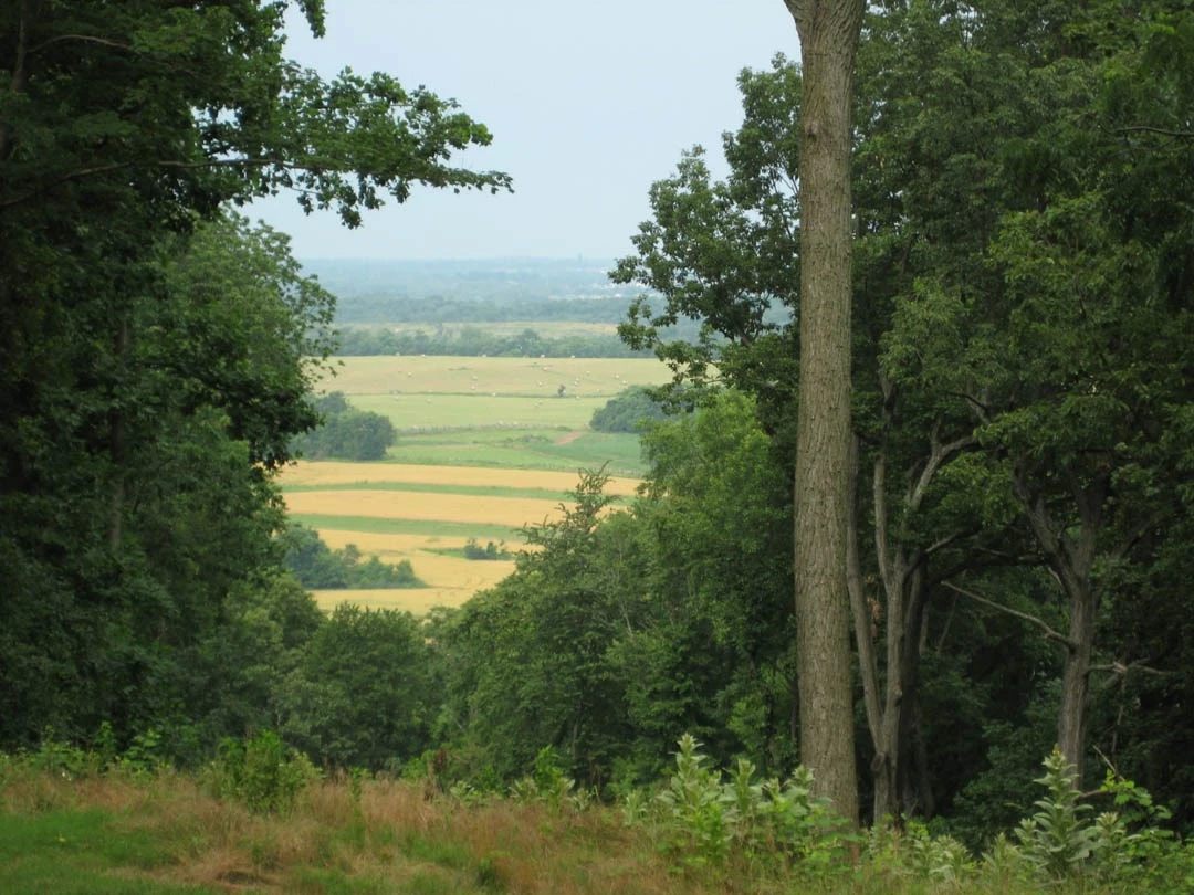 View of School House Ridge North A view of yellow and green farm fields through a gap between trees