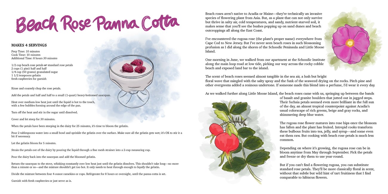 Image of a book spread. The left page has an illustration of a dessert bowl with white liquid garnished with two raspberries. The right page has an illustration of a beach rose and a branch with a mature rose hip.