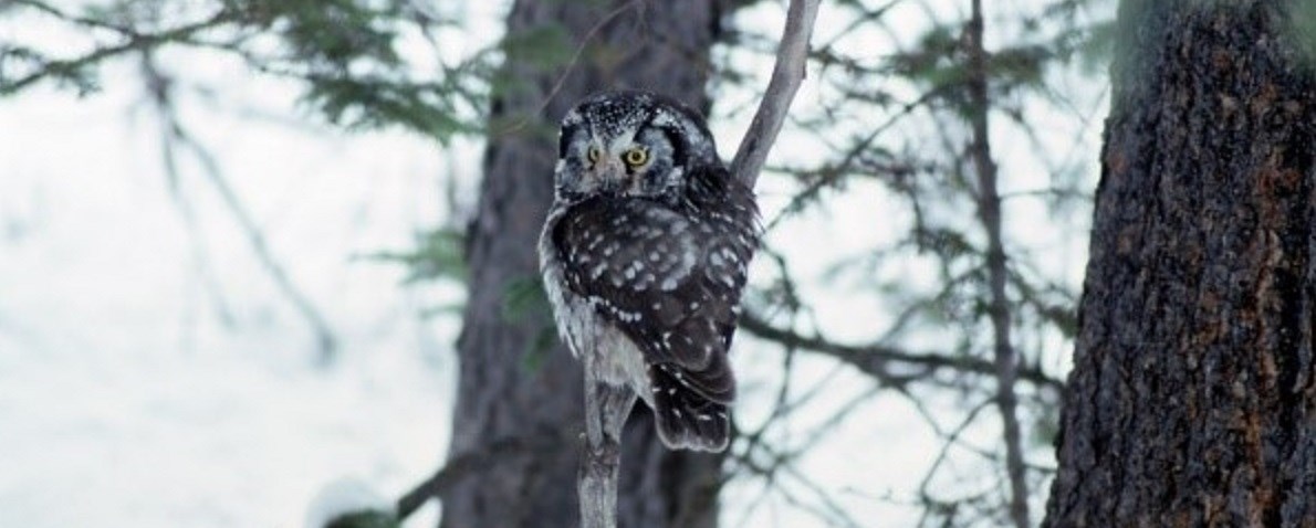 Grey colored Boreal owl camouflaged amongst tree branches.