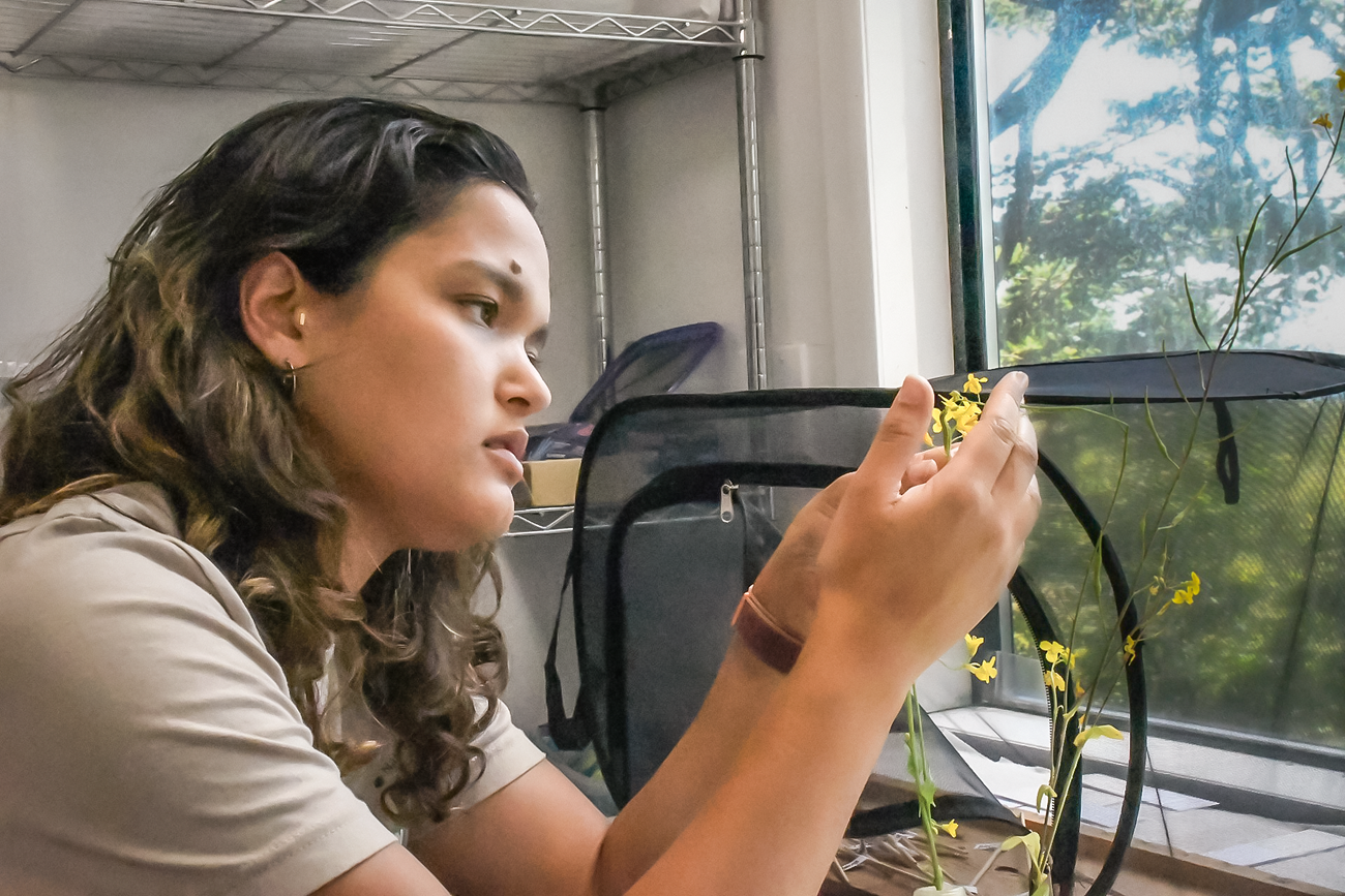 A young woman in a lab looks intently at a yellow-flowered plant cupped in her hands.