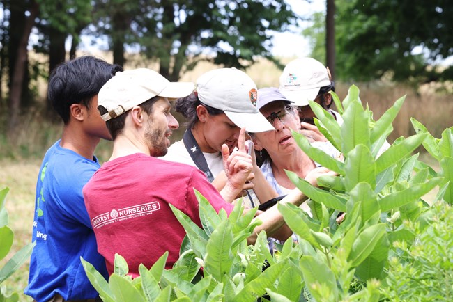 BioBlitz Five adults crowd together closely as they look at leaves on plants as high as their shoulders.