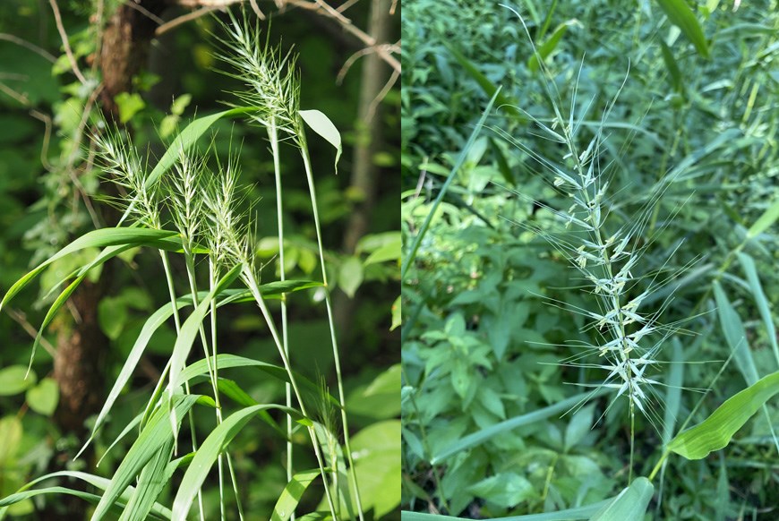 Two photo collage of bottlebrush grass seedheads. On left erect grass stalks in woodland setting and on right looking down at grass seedhead with protruding hairlike structures.