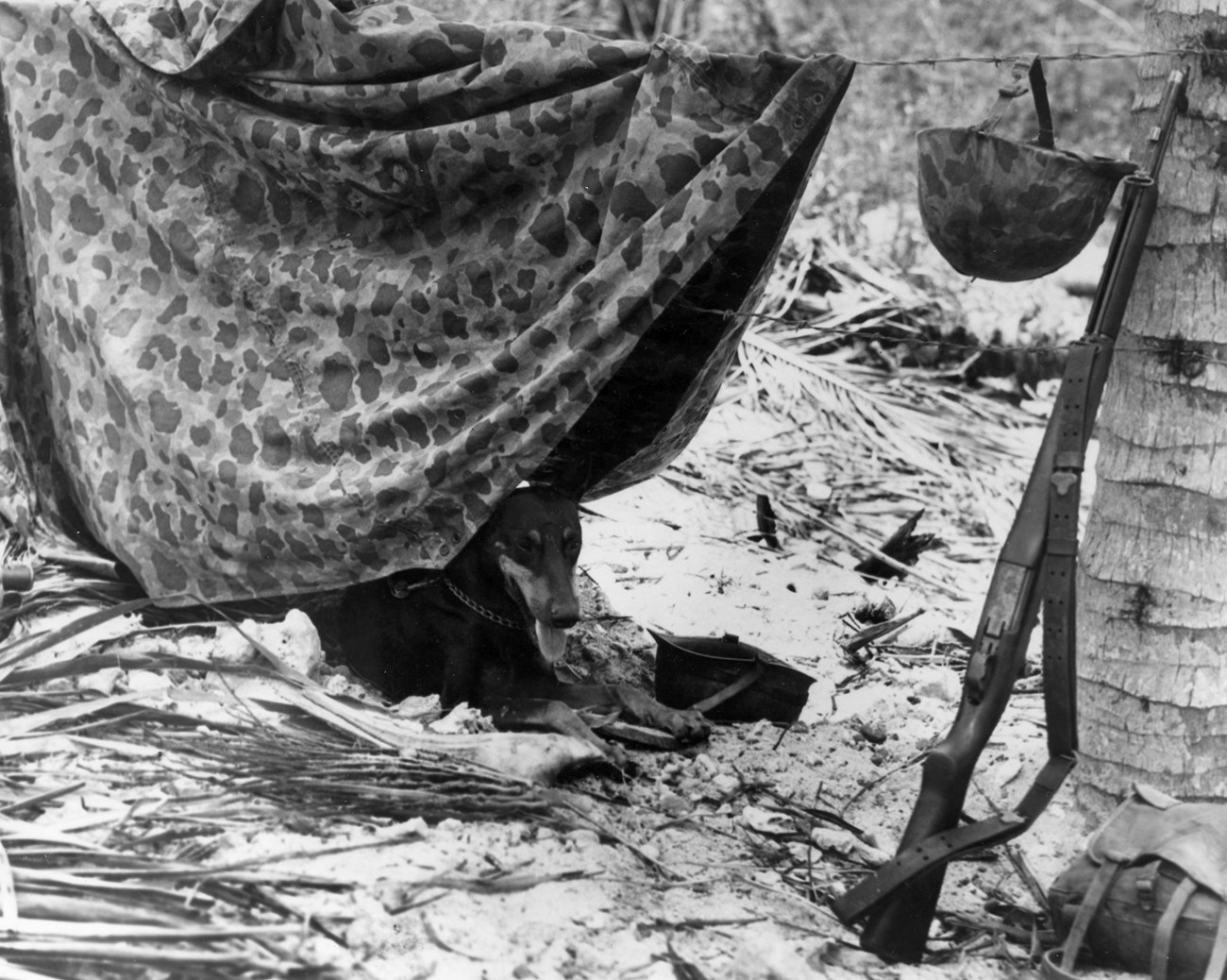 A Marine Corps war dog rests in the shade of a camouflage shelter draped over a barbed wire entanglement. A Doberman Pinschers rests under camouflaged tarp draped over a piece of barbed wire.