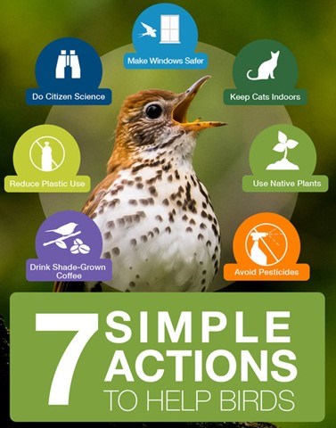 7 actions to help birds. In the center is an open-mouthed bird, surrounded by icons with the words "make windows safer," keep cats indoors," use native plants," "avoid pesticides," drink shade-grown coffee, "reduce plastic use," and "do citizen science."
