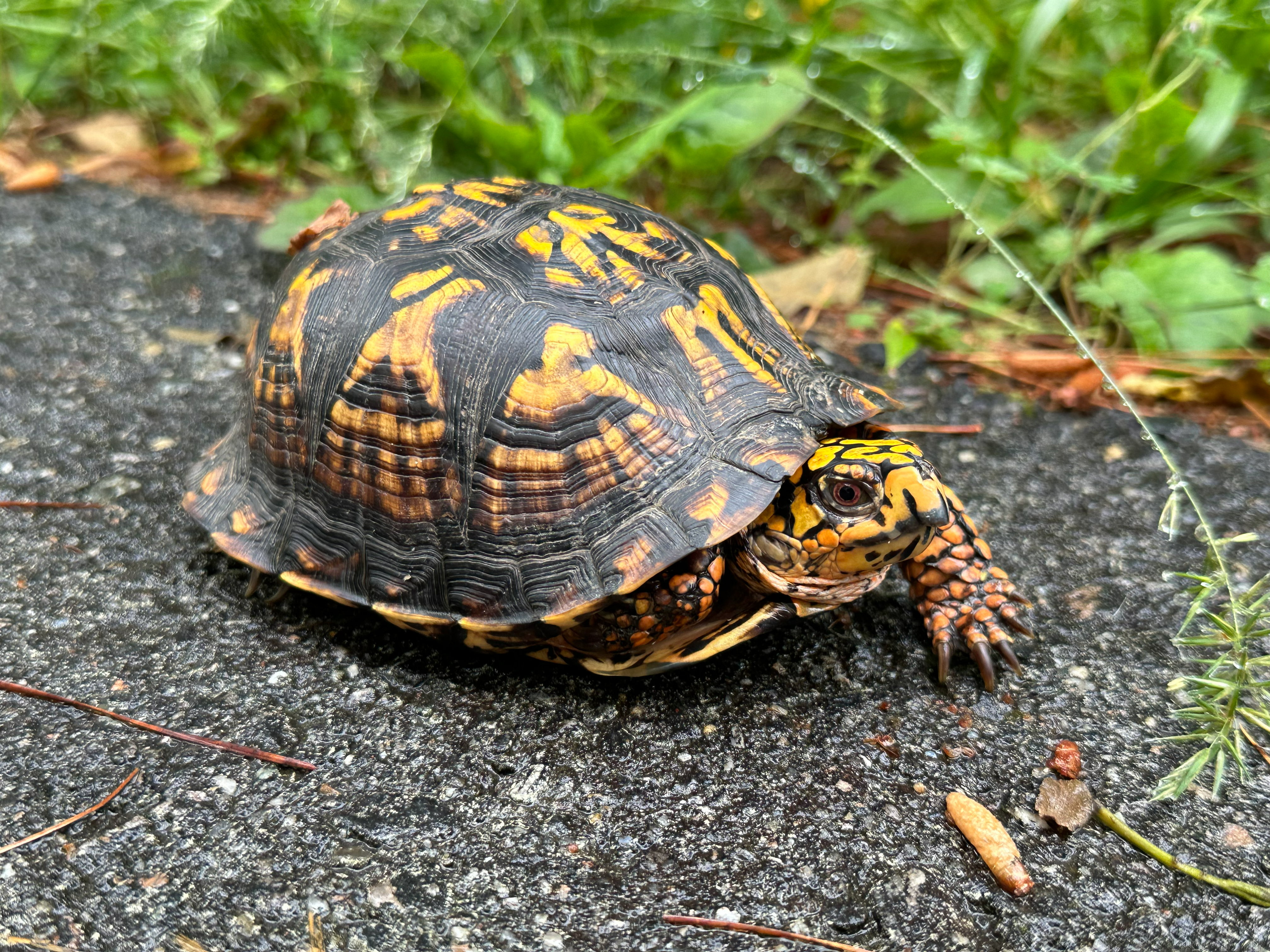Turtles at Colonial National Historical Park Need Your Help! (U.S.