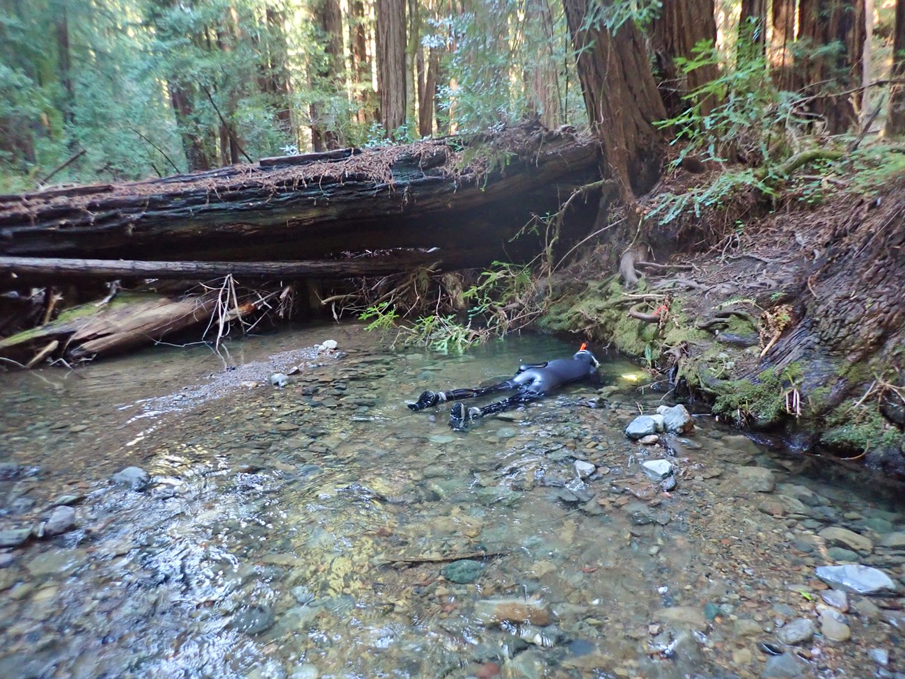 Person in a wetsuit snorkeling along the bank of a creek near a large buildup of woody debris in the creek channel.