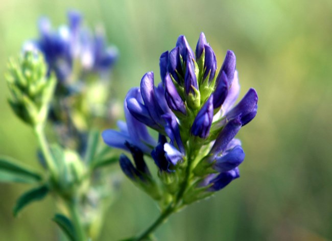 Close up of purple flower