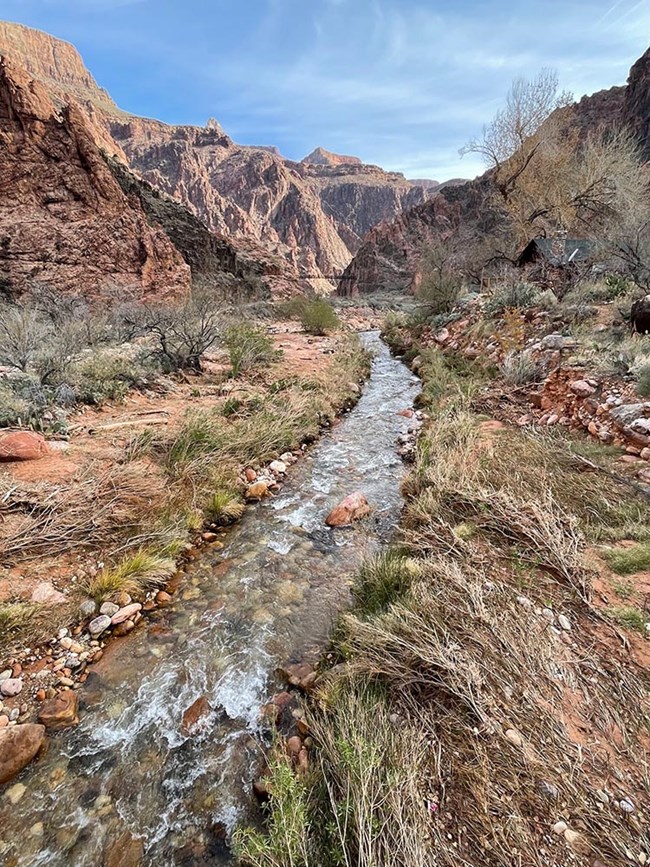 Bright Angel Creek A creek surrounded by grass and canyon walls.