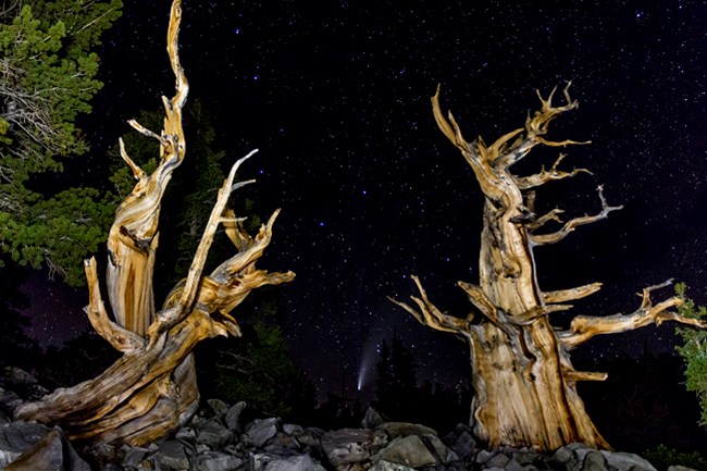 Two Bristlecone Pines are lit by a headlamp at night with the Neowise comet in the middle of the trees.