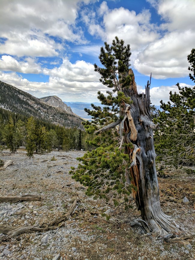 Under a partly cloudy day this Bristlecone Pine looks like it is clinging to life in the alpine landscape of the park.