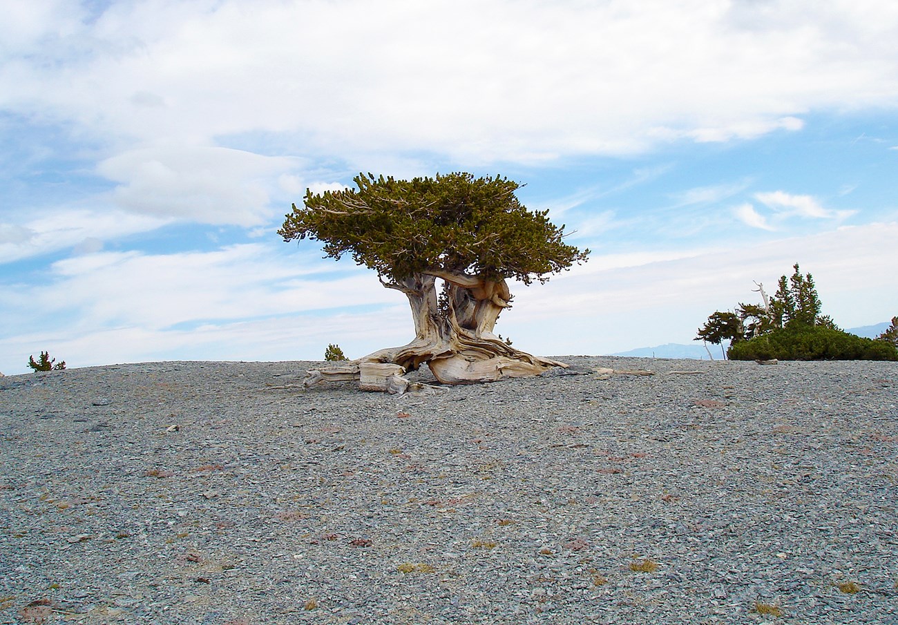 A short tree sits on a gray plain with blue skies and distant mountains in the background