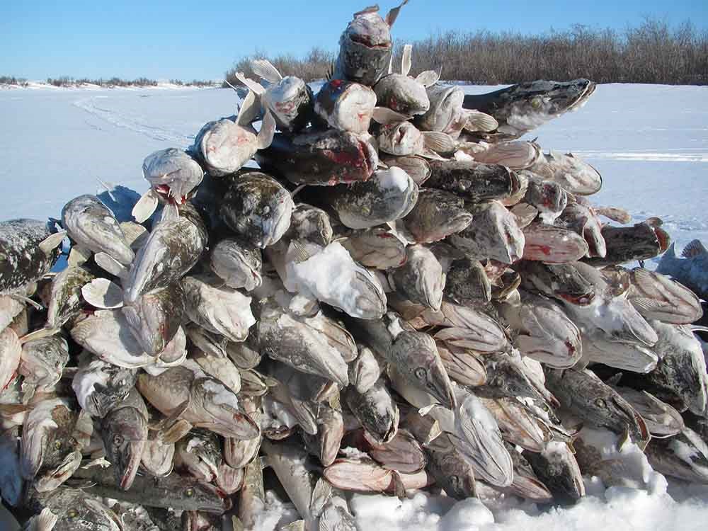 A stack of frozen northern pike.