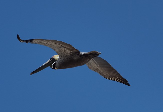 A brown pelican in flight