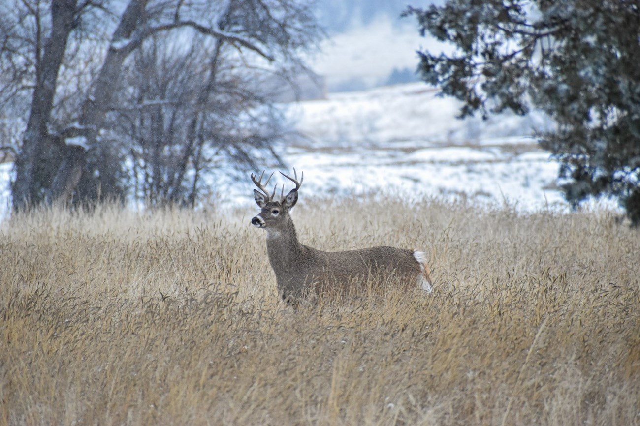A mature White-Tailed buck standing in tall grass with trees and snow in the background.