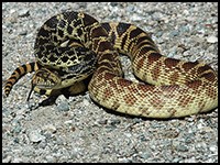 An adult bull or gopher snake is coiled in a defensive posture. Its tapered tail is visible.