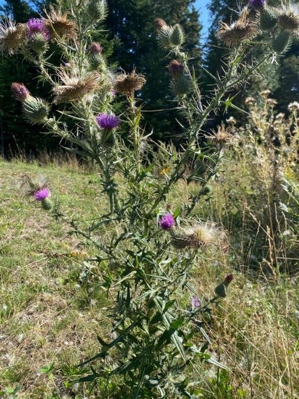 Thistle half to seed with purple flowering