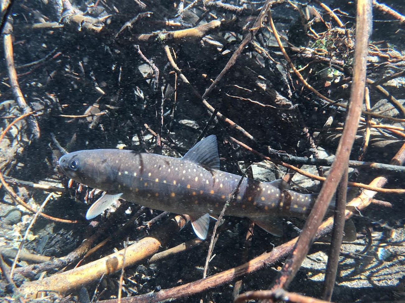 Bull trout in Sun Creek. Medium-sized trout with dull brown body and light-orange spots on sides and back.