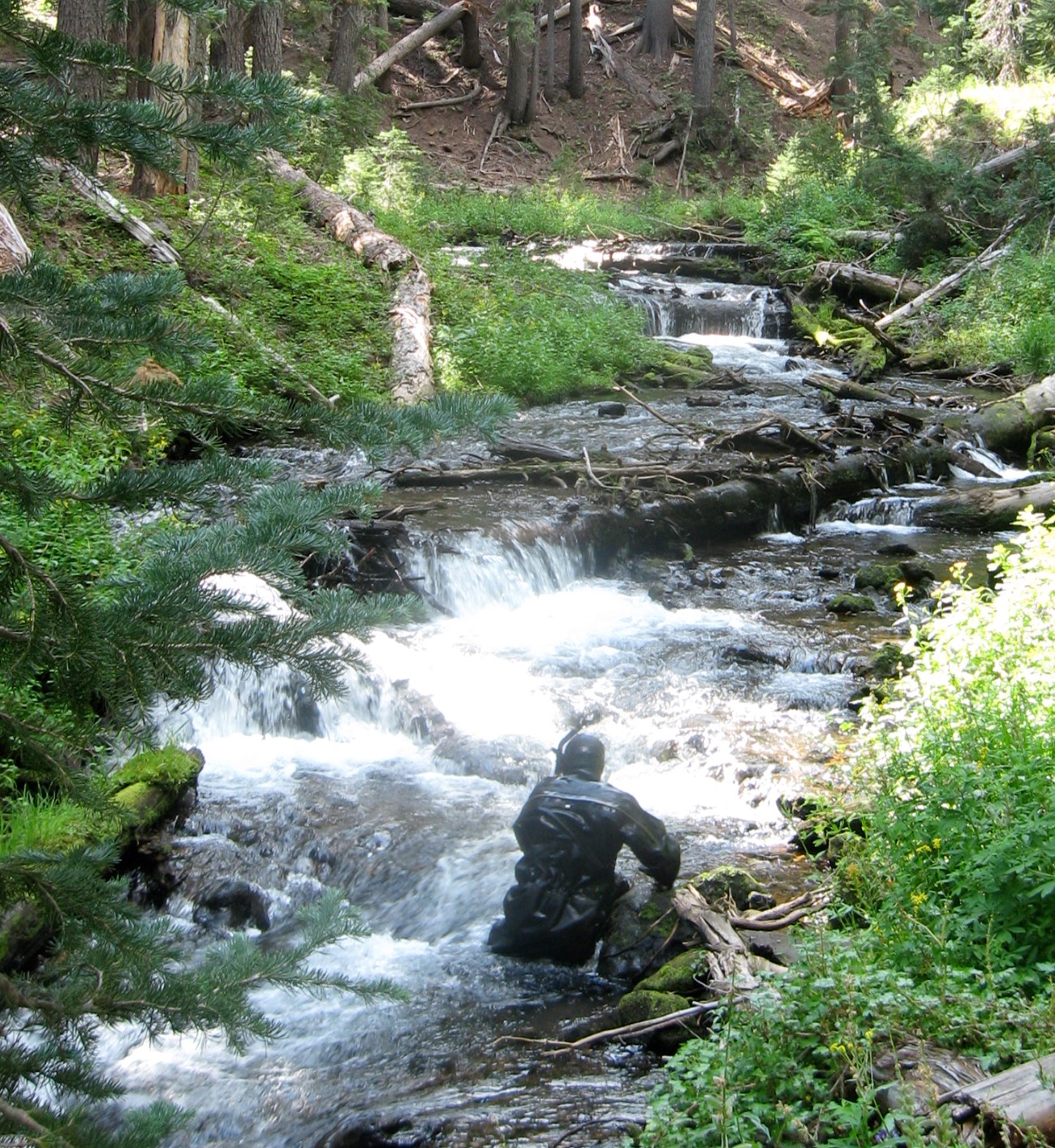 Bull trout snorkeler in Sun Creek, Crater Lake National Park. Person wearing a wetsuit and snorkle crouches in a mountain stream.