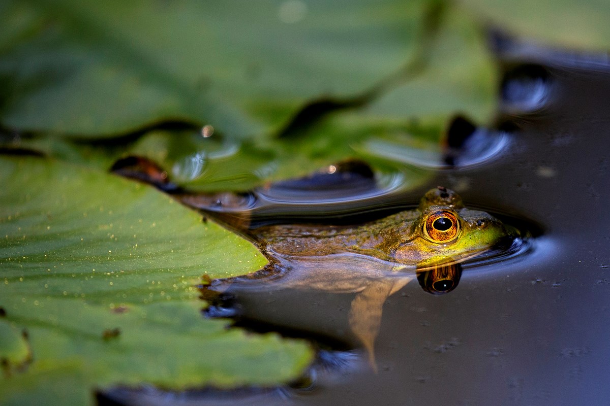 bullfrog floating in water