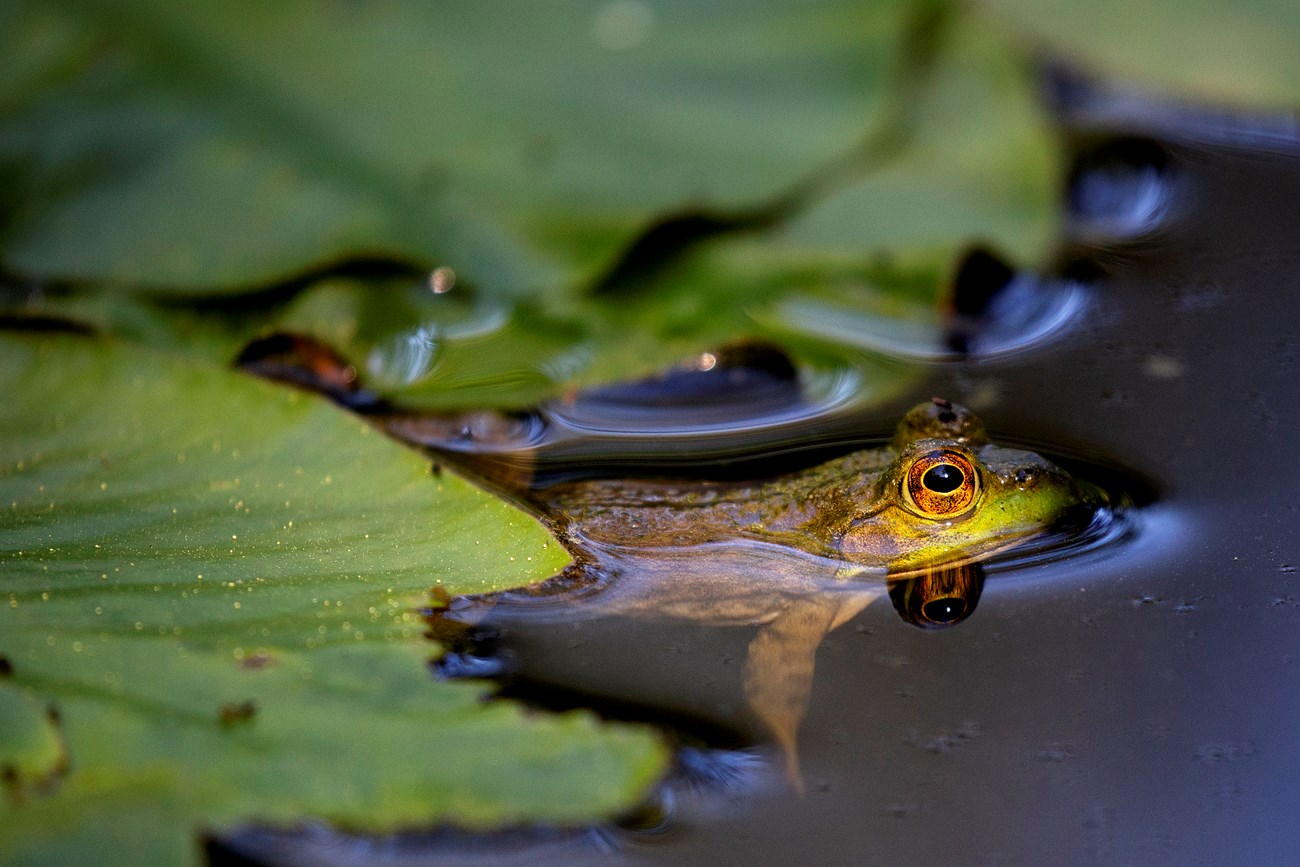 bullfrog floating in water