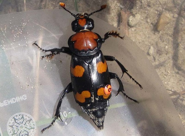 Burying Beetle Beetle with orange and black alternating stripes