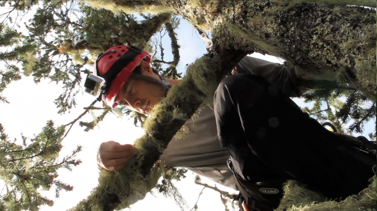 Cameron Williams looks at lichens in an old-growth Douglas fir. Cameron Williams looks at lichens in an old-growth Douglas fir.